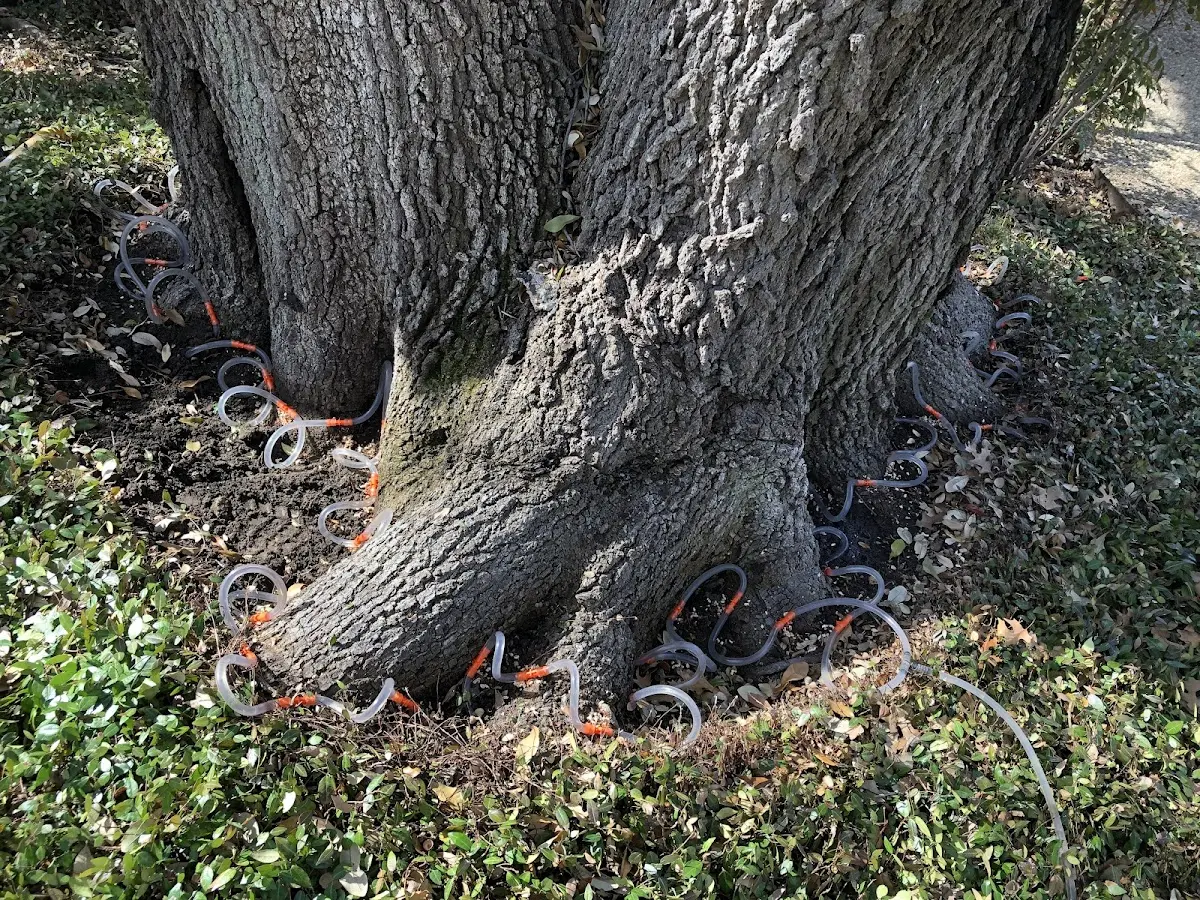 Detailed Tree Cabling and Bracing job site in Sugar Grove