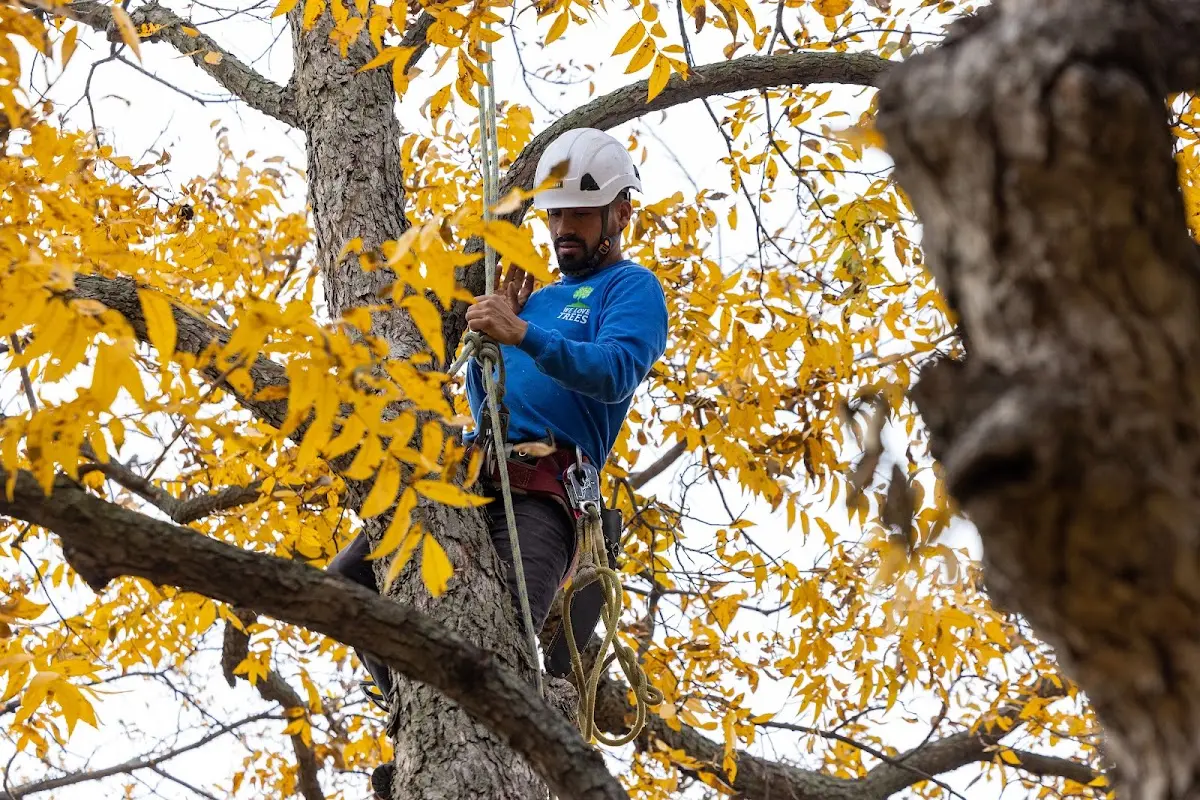 Skilled Tree Pruning crew working in Sugar Grove